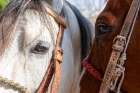 Horses. San Miguel de Allende, Mexico. Art Print